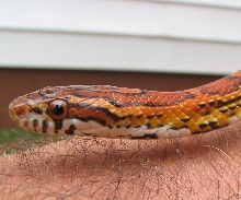 Normal Female Corn