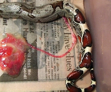 newborn suri