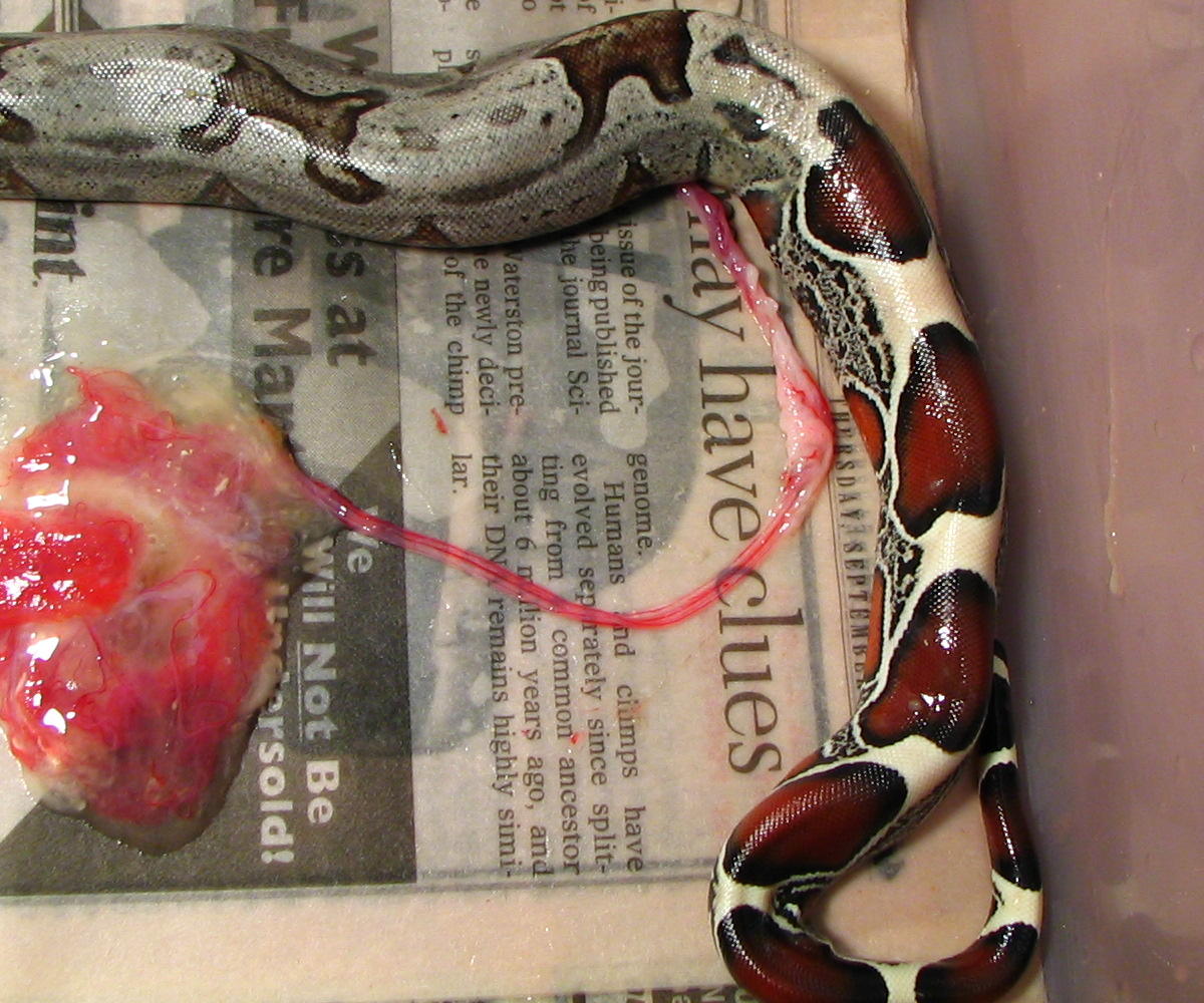 newborn suri