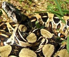 04 yellow longicauda