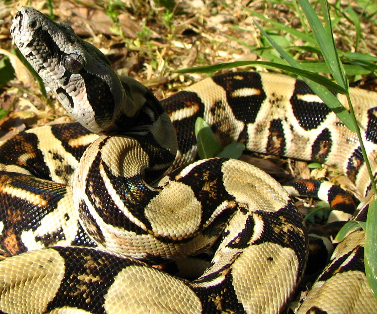 04 yellow longicauda