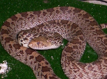 Sonora gopher snake??????