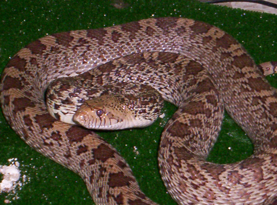 Sonora gopher snake??????