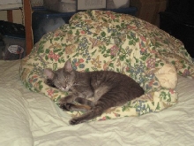 Kasha and Bradley