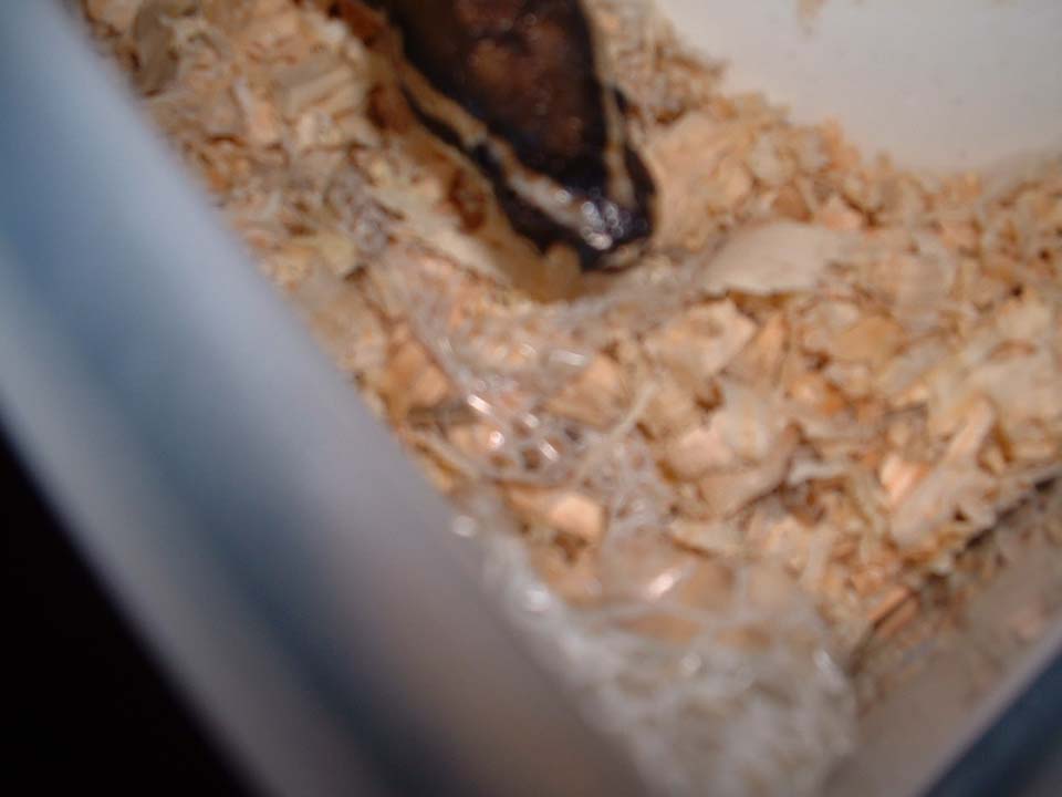 pic3