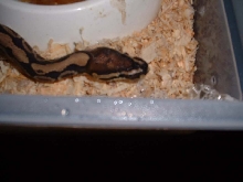 pic4
