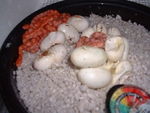 hatchlings