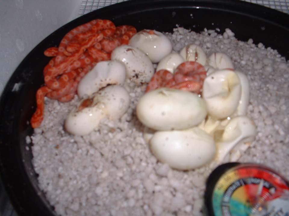 hatchlings