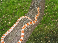 I.D. This Cornsnake Please