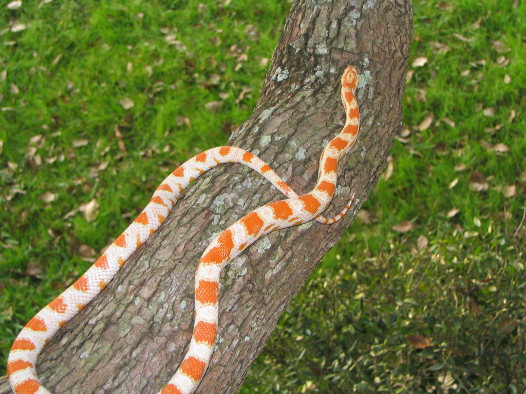 I.D. This Cornsnake Please