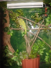 melleri enclosure