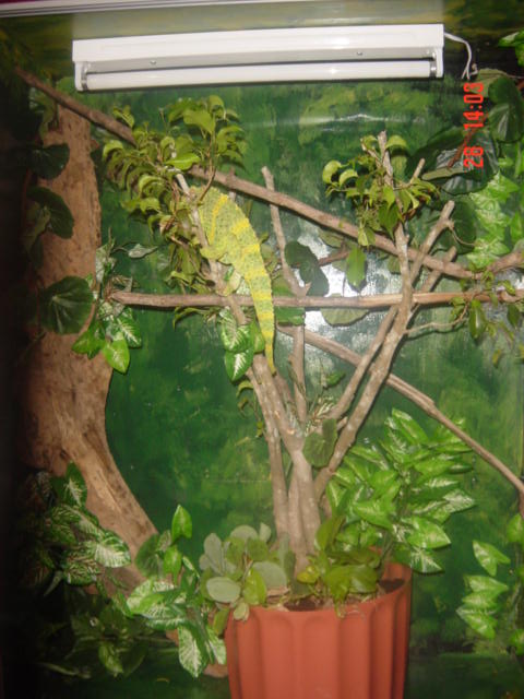 melleri enclosure