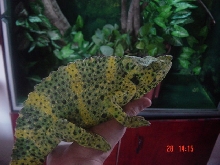 Melleri