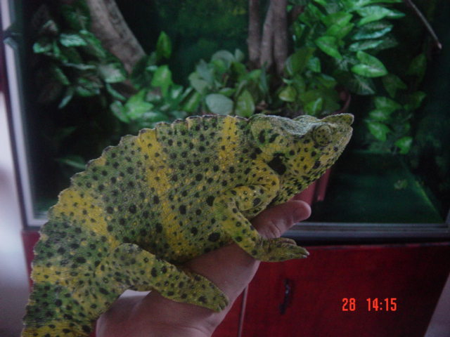 Melleri