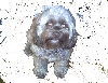 Murph Dog