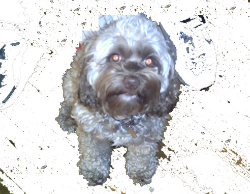 Murph Dog