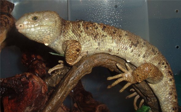 Bubba- full pic