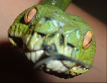 Close-up