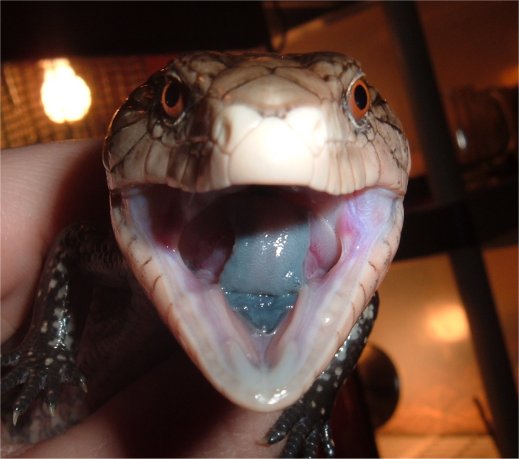 Huck mouth
