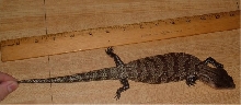 Huck W/ ruler