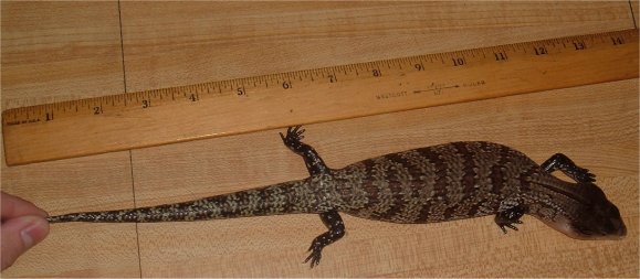 Huck W/ ruler