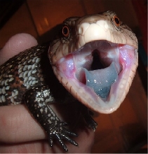 Possesed Huckleberry