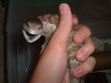 Sebastian trying to bite