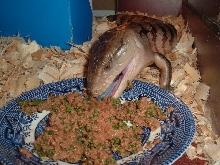 Sammy eating