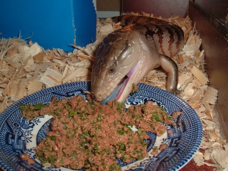 Sammy eating