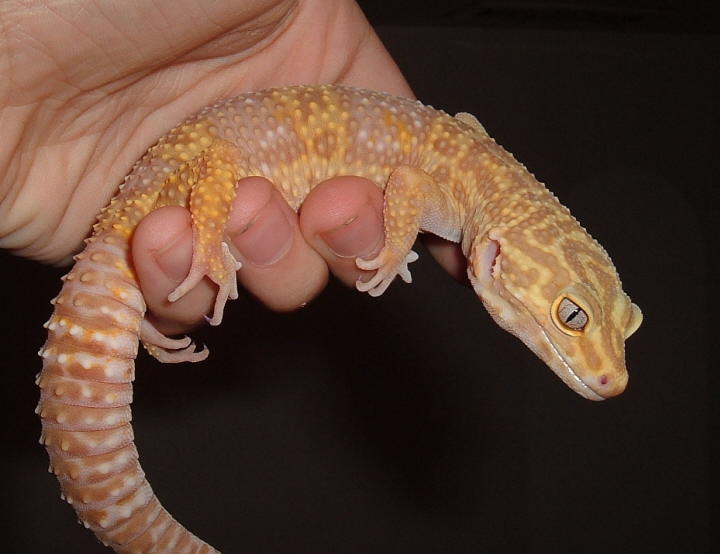 Sasha in hand