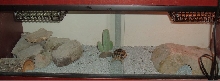 Showcase cage