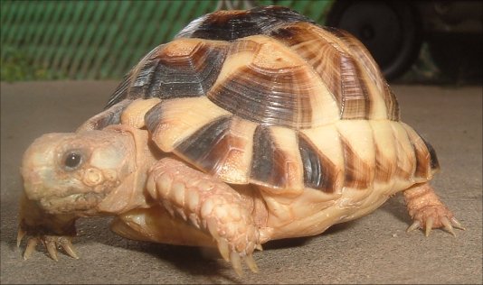 Tank
