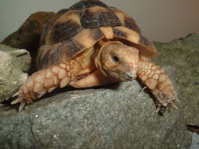 Tank on rock