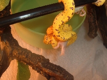 Verdi eating