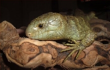 Bubba on branch