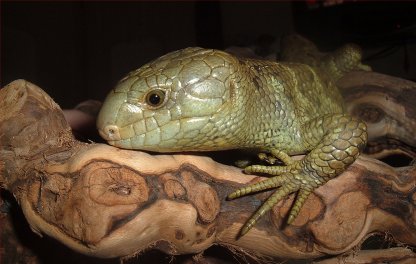 Bubba on branch