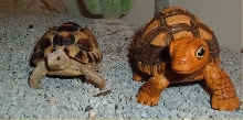 IMPOSTER!