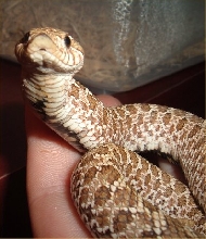 cobra 2