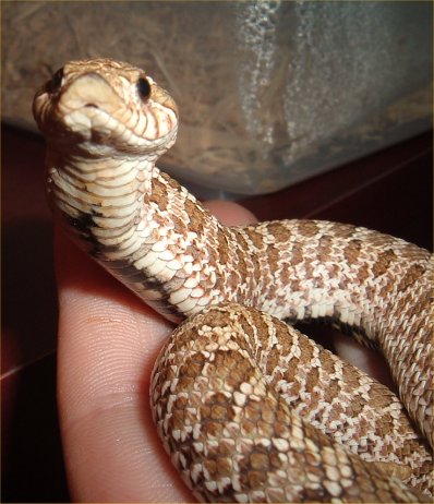 cobra 2