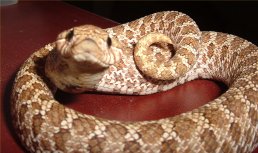 Rattler1