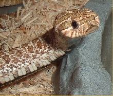 cobra 3