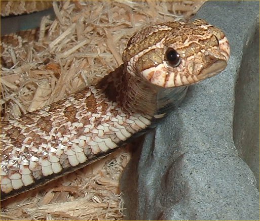 cobra 3