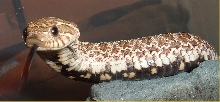 cobra 4
