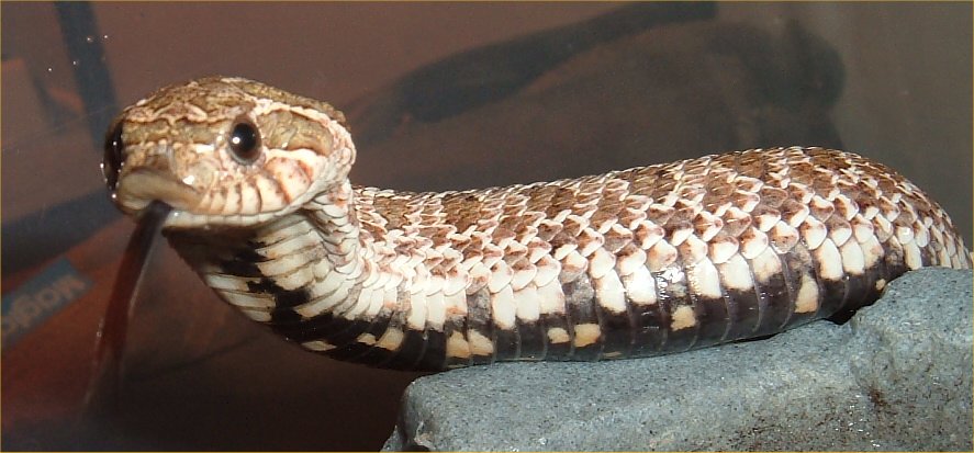 cobra 4