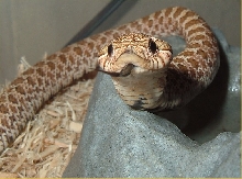 cobra 5