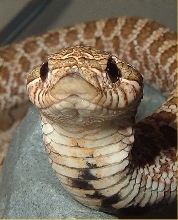 cobra 6