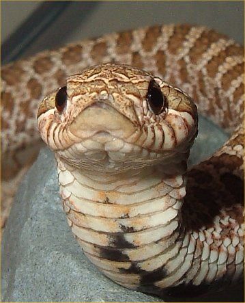 cobra 6