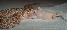 Piggy eating