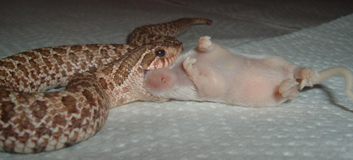 Piggy eating