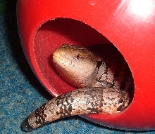 Sauce in ferret ball